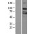 Western Blot: P2RX7 Lysate [NBL1-14033] - Western Blot experiments. 
Left-Control; Right -Over-expression Lysate for P2RX7